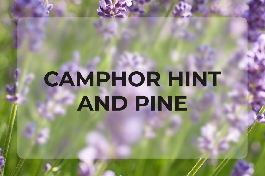 camphor hint and pine