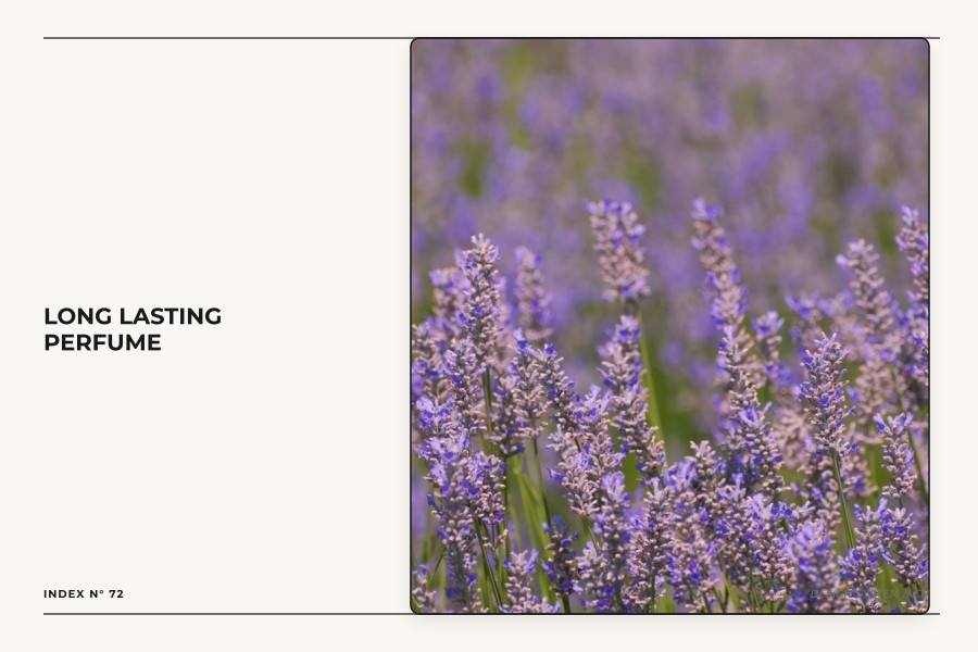 long lasting perfume