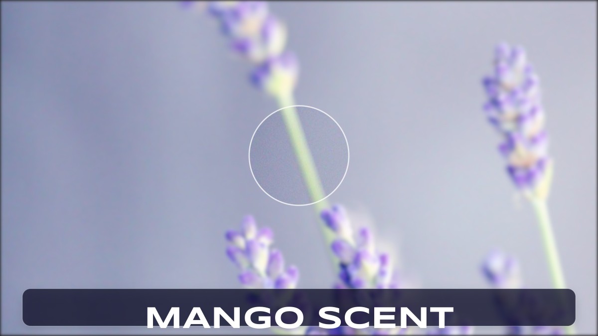 mango scent