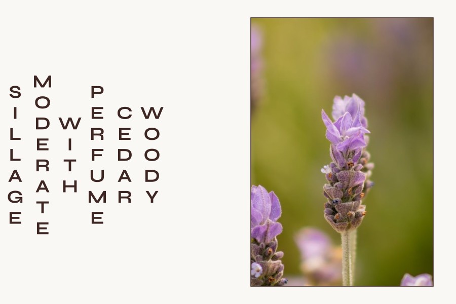 woody cedar perfume with moderate sillage